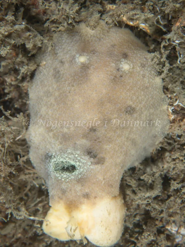 Doris pseudoargus - Emil R. Retzlaff S.S. (Vrag) - Foto: Kenneth Krull