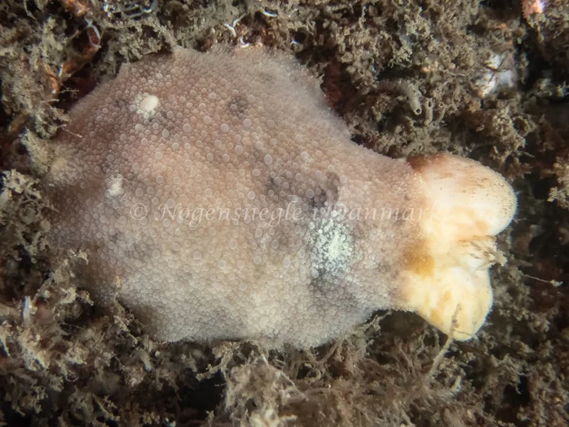Doris pseudoargus - Emil R. Retzlaff S.S. (Vrag) - Foto: Kenneth Krull