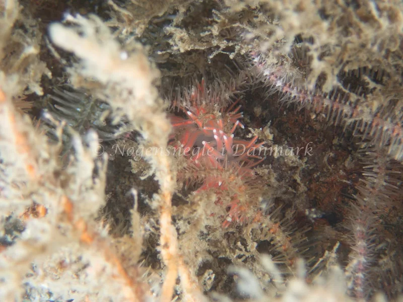 Carronella pellucida - Emil R. Retzlaff S.S. (Vrag) - Foto: Kenneth Krull