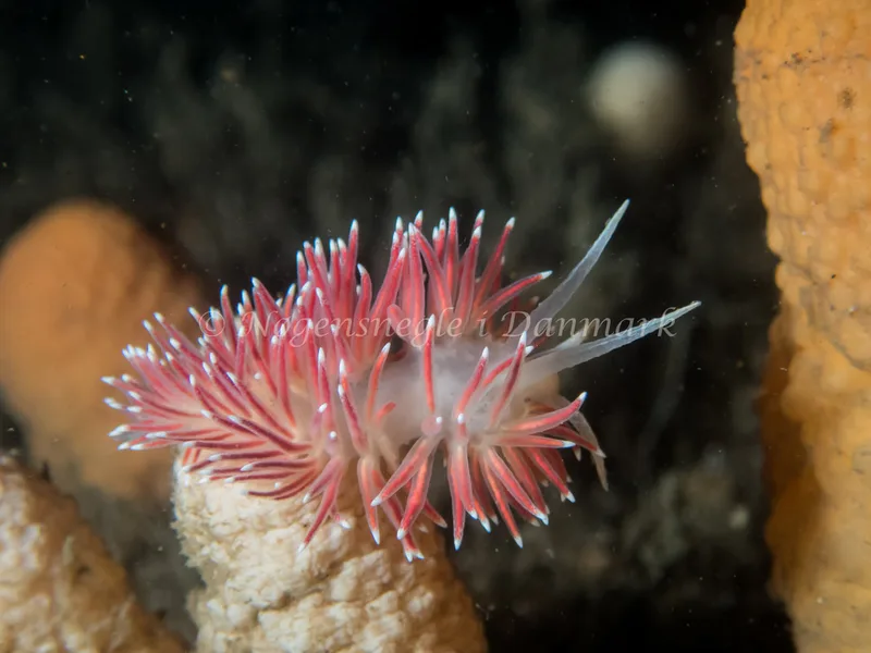 Carronella pellucida - Libra M/S (Vrag) - Foto: Kenneth Krull