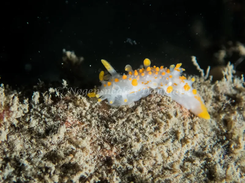 Limacia clavigera - Libra M/S (Vrag) - Foto: Kenneth Krull