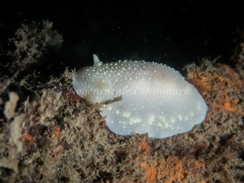 Cadlina laevis - Libra M/S (Vrag) - Foto: Kenneth Krull
