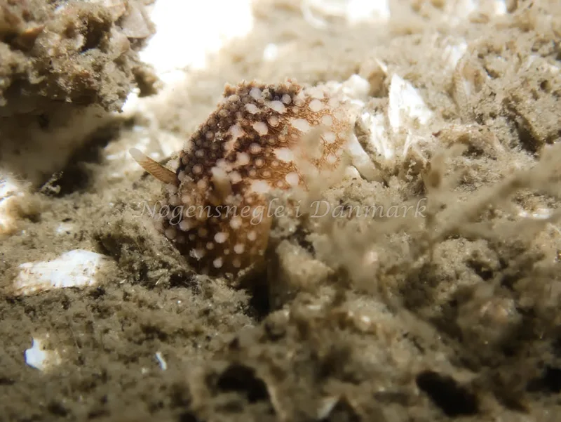 Onchidoris bilamellata - Trykkerdammen - Foto: Kenneth Krull