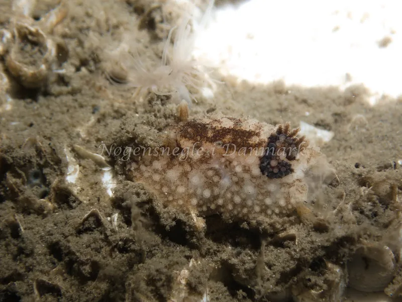 Onchidoris bilamellata - Trykkerdammen - Foto: Kenneth Krull
