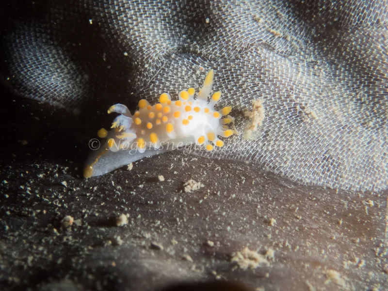 Limacia clavigera - Libra M/S (Vrag) - Foto: Kenneth Krull