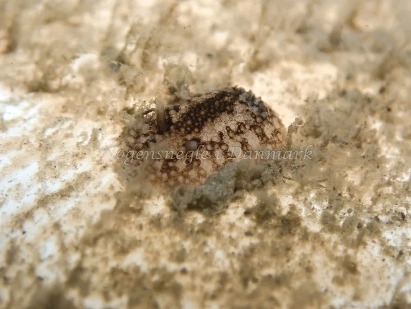 Onchidoris bilamellata - Trykkerdammen - Foto: Kenneth Krull