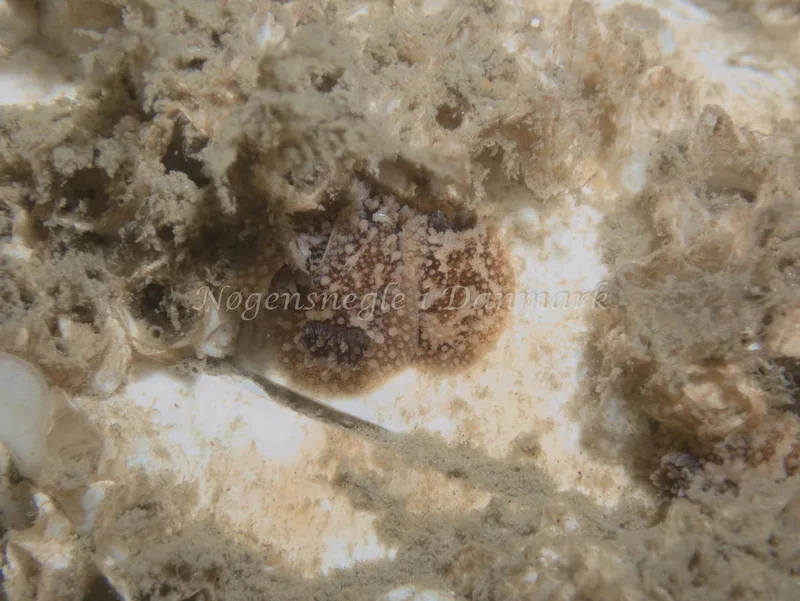 Onchidoris bilamellata - Trykkerdammen - Foto: Kenneth Krull