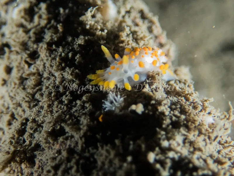 Limacia clavigera - Anders Martin M/S (Vrag) - Foto: Kenneth Krull
