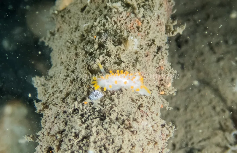 Limacia clavigera - Anders Martin M/S (Vrag) - Foto: Kenneth Krull