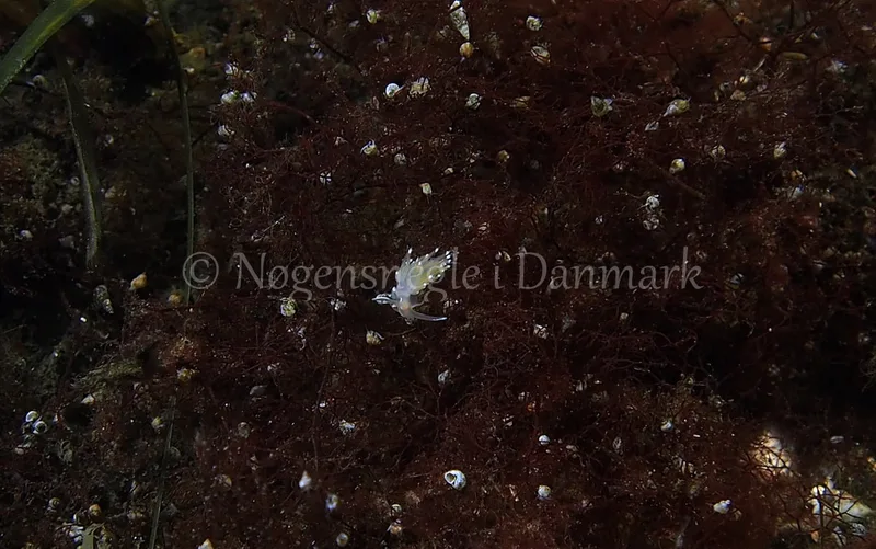 Facelina bostoniensis - Kollund Lillestrand, Flensborg Fjord, Østersøen - Foto: Jens Egon Jørgensen