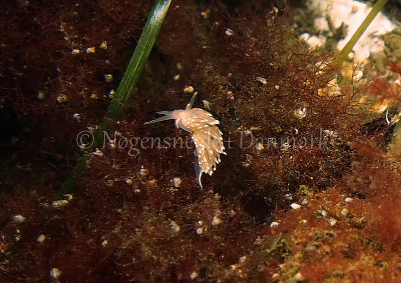 Facelina bostoniensis - Kollund Lillestrand, Flensborg Fjord, Østersøen - Foto: Jens Egon Jørgensen