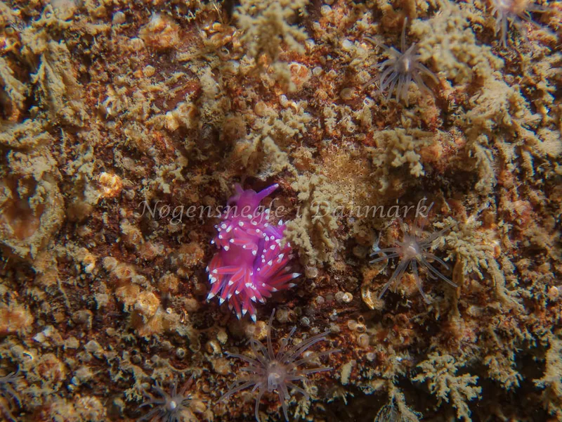 Edmundsella pedata - Cementbåden (Vrag) - Øresund - Foto: Kenneth Krull