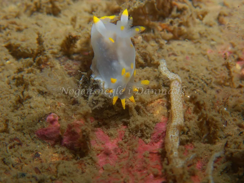 Polycera quadrilineata - Cementbåden (Vrag) - Øresund - Foto: Kenneth Krull