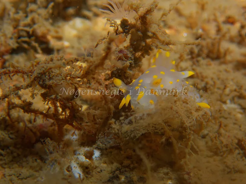 Polycera quadrilineata - Cementbåden (Vrag) - Øresund - Foto: Kenneth Krull