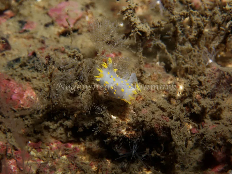 Polycera quadrilineata - Cementbåden (Vrag) - Øresund - Foto: Kenneth Krull