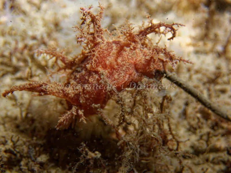 Dendronotus europaeus - Cementbåden (Vrag) - Øresund - Foto: Kenneth Krull