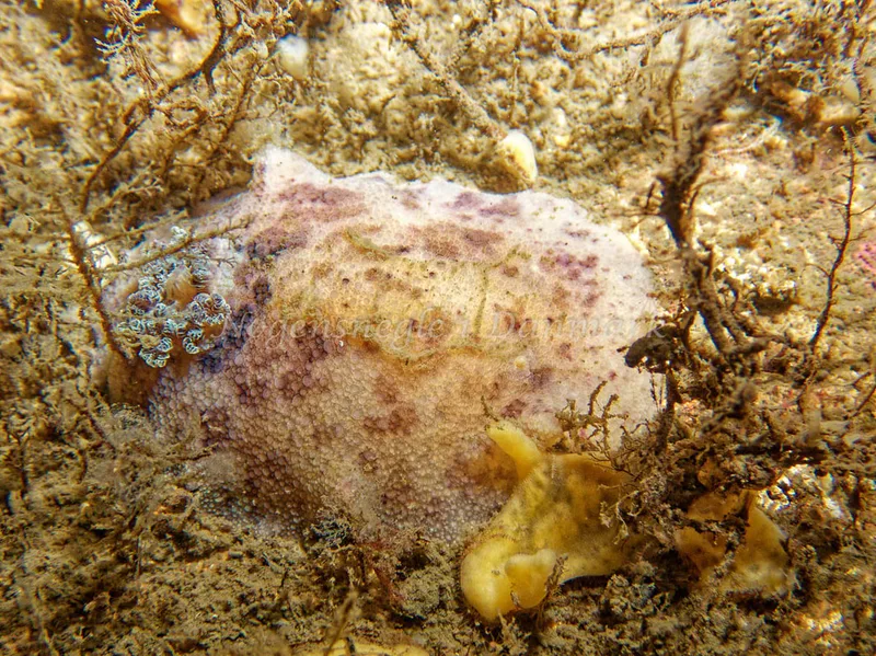 Doris pseudoargus - Cementbåden (Vrag) - Øresund - Foto: Kenneth Krull