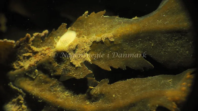 Onchidoris muricata - Lyngsbo Strand - Foto: Jens Egon Jørgensen