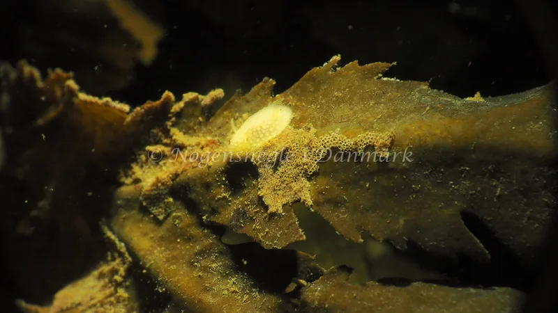 Onchidoris muricata - Lyngsbo Strand - Foto: Jens Egon Jørgensen