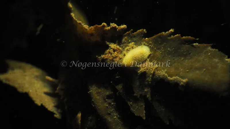 Onchidoris muricata - Lyngsbo Strand - Foto: Jens Egon Jørgensen