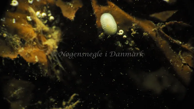 Onchidoris muricata - Lyngsbo Strand - Foto: Jens Egon Jørgensen