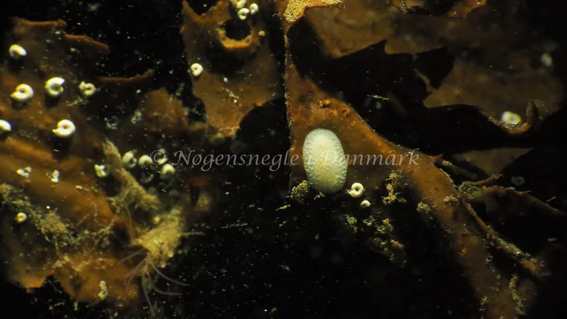 Onchidoris muricata - Lyngsbo Strand - Foto: Jens Egon Jørgensen