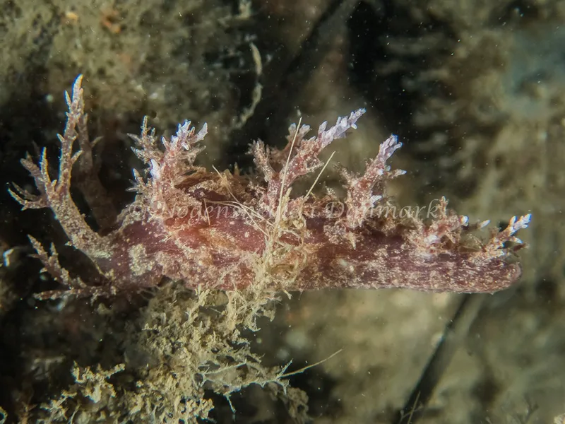 Dendronotus europaeus - Robert S/S (Vrag) - Foto: Kenneth Krull