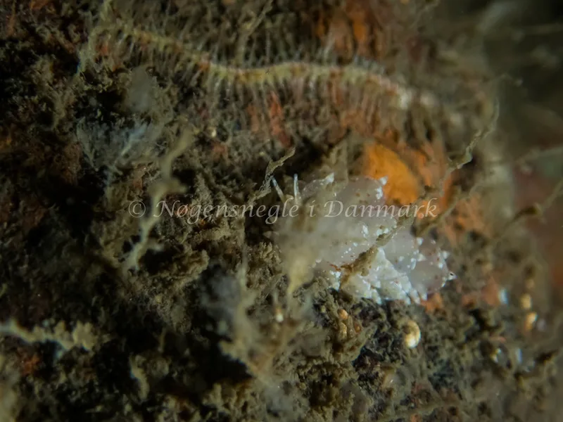 Amphorina pallida - Robert S/S (Vrag) - Foto: Kenneth Krull