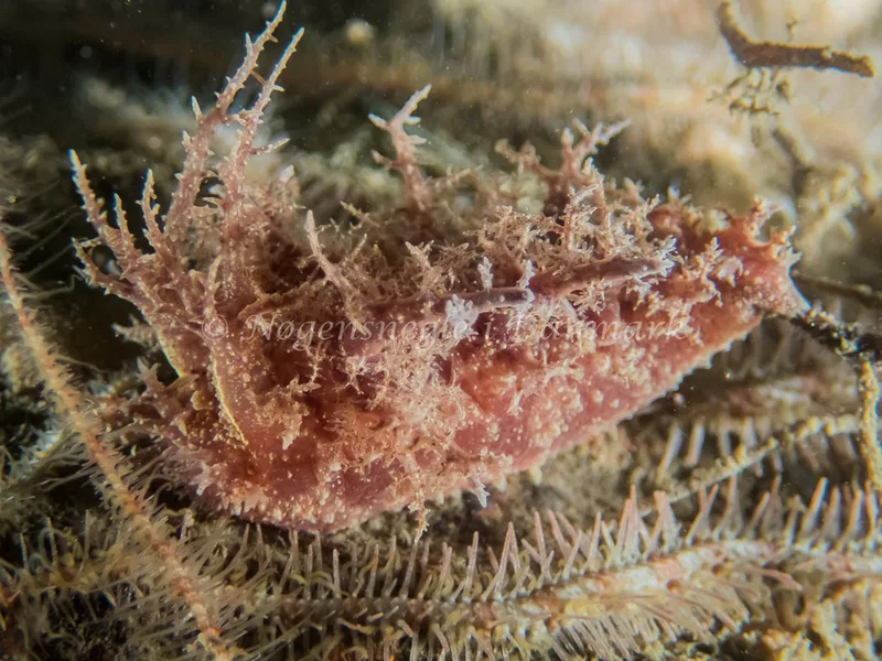 Dendronotus europaeus - Robert S/S (Vrag) - Foto: Kenneth Krull