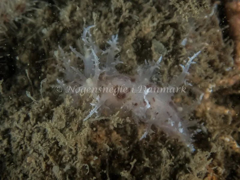 Dendronotus europaeus - Robert S/S (Vrag) - Foto: Kenneth Krull