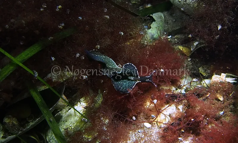 Elysia viridis (Saccoglossa) - Kollund Lillestrand, Flensborg Fjord - Foto: Jens Egon Jørgensen