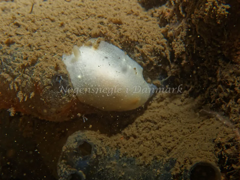 Cadlina laevis - Robert S/S (Vrag) - Foto: Kenneth Krull