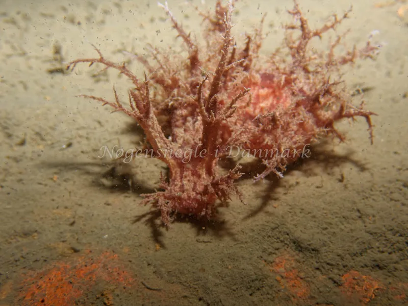 Dendronotus europaeus - Robert S/S (Vrag) - Foto: Kenneth Krull