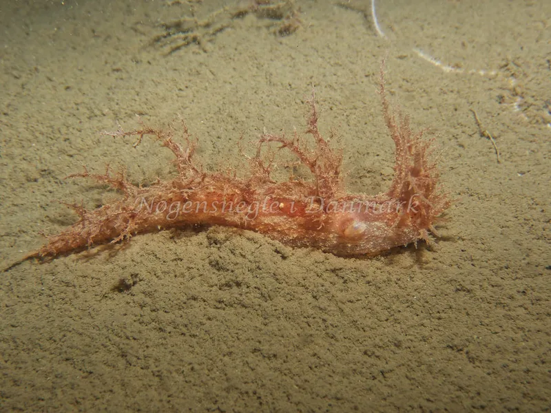 Dendronotus europaeus - Robert S/S (Vrag) - Foto: Kenneth Krull