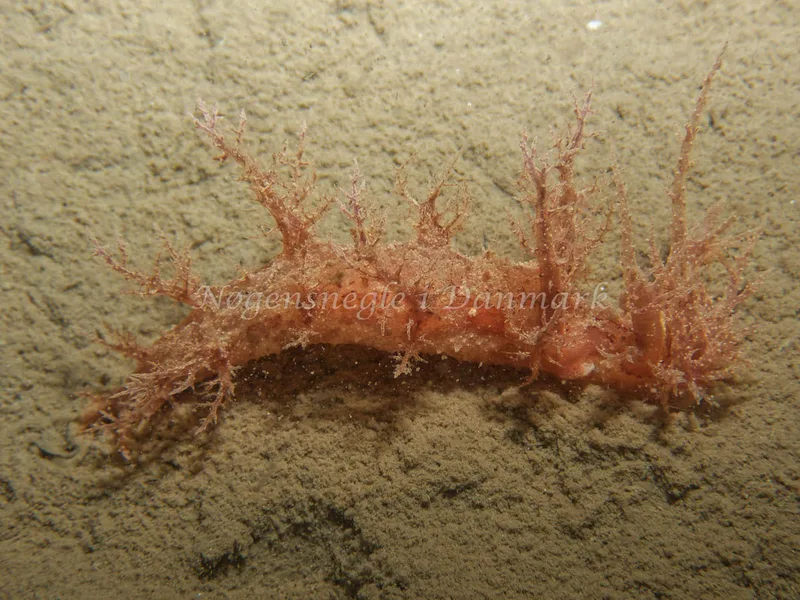 Dendronotus europaeus - Robert S/S (Vrag) - Foto: Kenneth Krull
