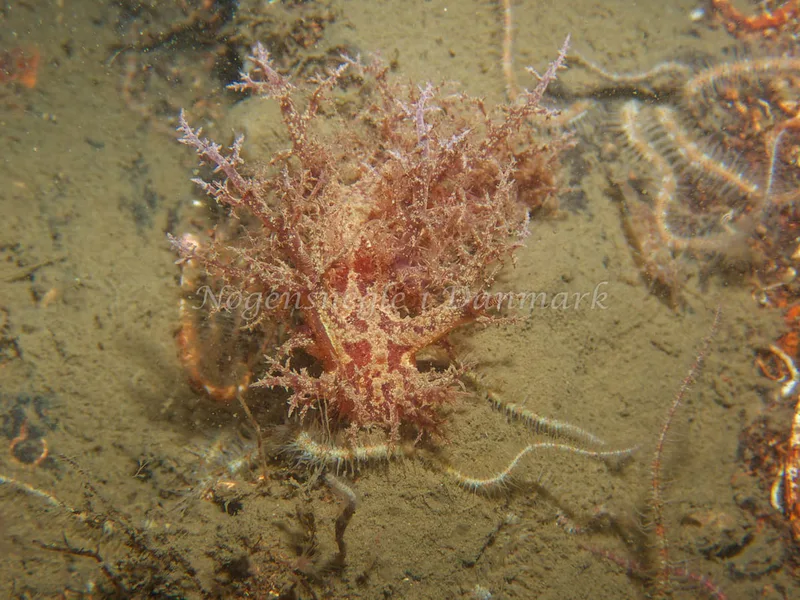 Dendronotus europaeus - Robert S/S (Vrag) - Foto: Kenneth Krull