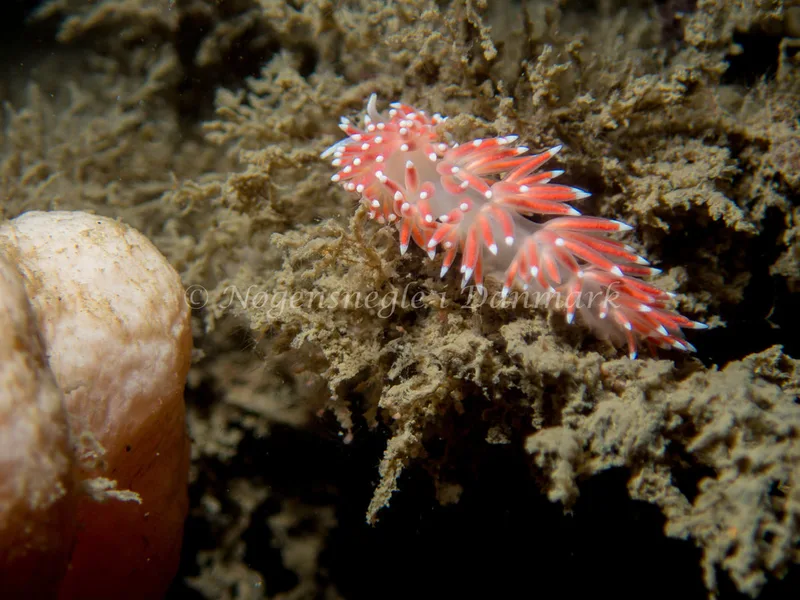 Carronella pellucida - Libra M/S (Vrag) - Foto: Kenneth Krull