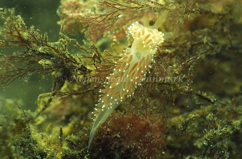 Coryphella verrucosa - Lyngsbo Strand - Foto: Jens Egon Jørgensen