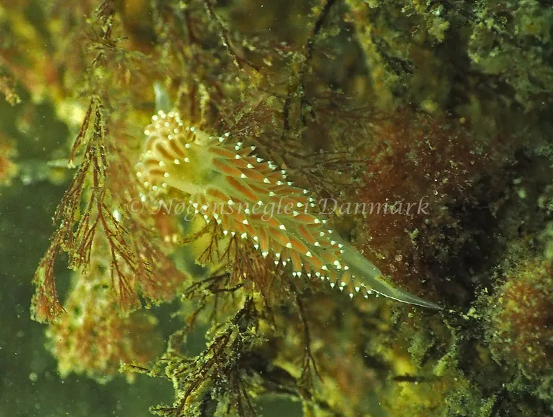 Coryphella verrucosa - Lyngsbo Strand - Foto: Jens Egon Jørgensen