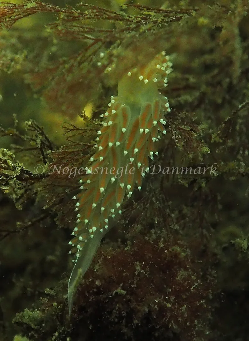 Coryphella verrucosa - Lyngsbo Strand - Foto: Jens Egon Jørgensen