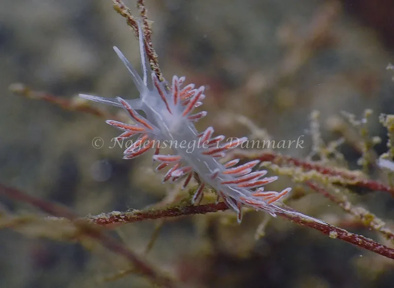 Gulenia monicae - Lyngsbo Strand - Foto: Jens Egon Jørgensen