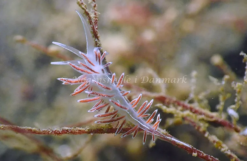 Gulenia monicae - Lyngsbo Strand - Foto: Jens Egon Jørgensen