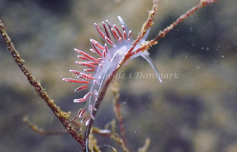 Gulenia monicae - Lyngsbo Strand - Foto: Jens Egon Jørgensen