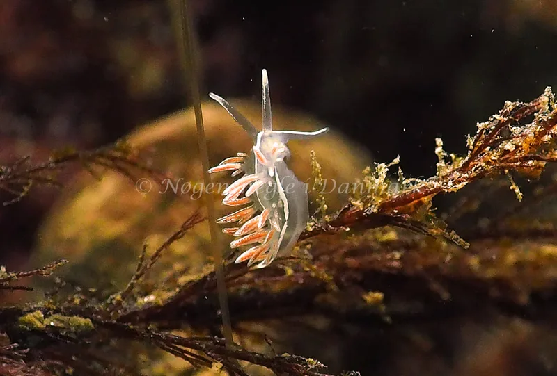 Gulenia monicae - Lyngsbo Strand - Foto: Jens Egon Jørgensen