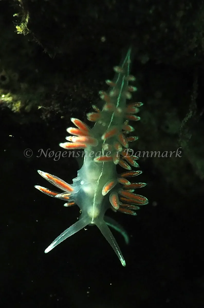 Gulenia monicae - Lyngsbo Strand - Foto: Jens Egon Jørgensen