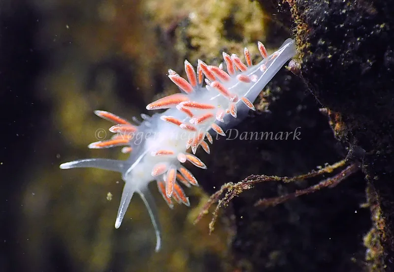 Gulenia monicae - Lyngsbo Strand - Foto: Jens Egon Jørgensen