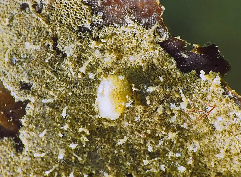 Onchidoris muricata - Lyngsbo Strand - Foto: Jens Egon Jørgensen