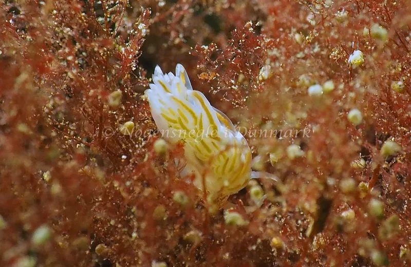 Facelina bostoniensis - Lyngsbo Strand - Foto: Jens Egon Jørgensen