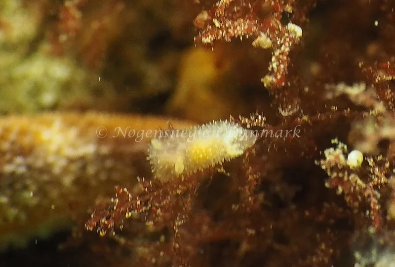 Acanthodoris pilosa - Lyngsbo Strand - Foto: Jens Egon Jørgensen