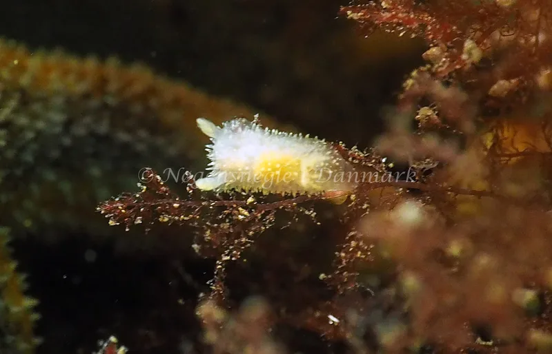 Acanthodoris pilosa - Lyngsbo Strand - Foto: Jens Egon Jørgensen